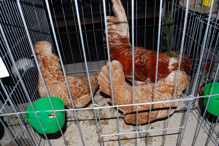 expo_acpara_2013_2_ (178)