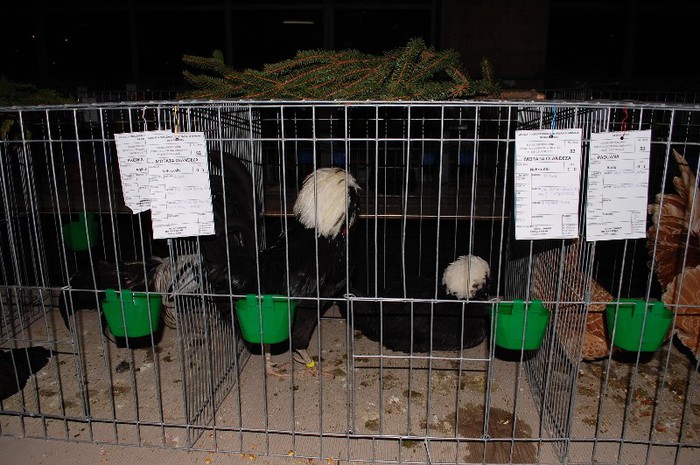 expo_acpara_2013_2_ (179)