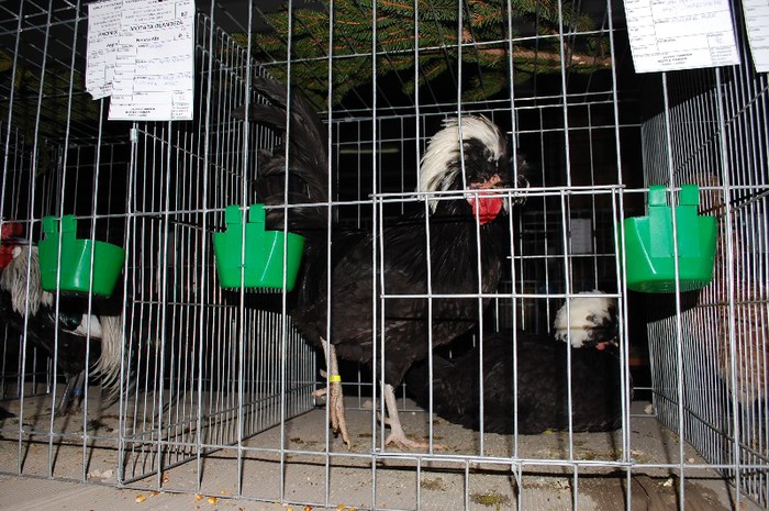expo_acpara_2013_2_ (181) - Expo 2013 Arges Sambata