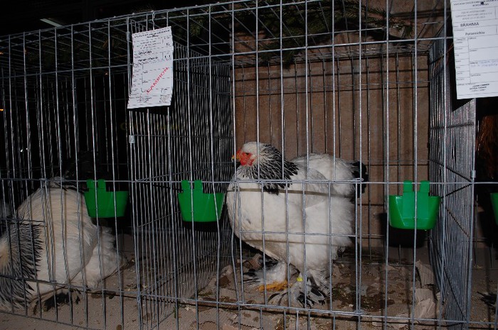 expo_acpara_2013_2_ (182)