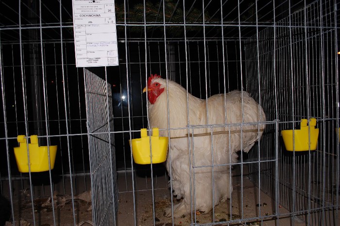 expo_acpara_2013_2_ (183)