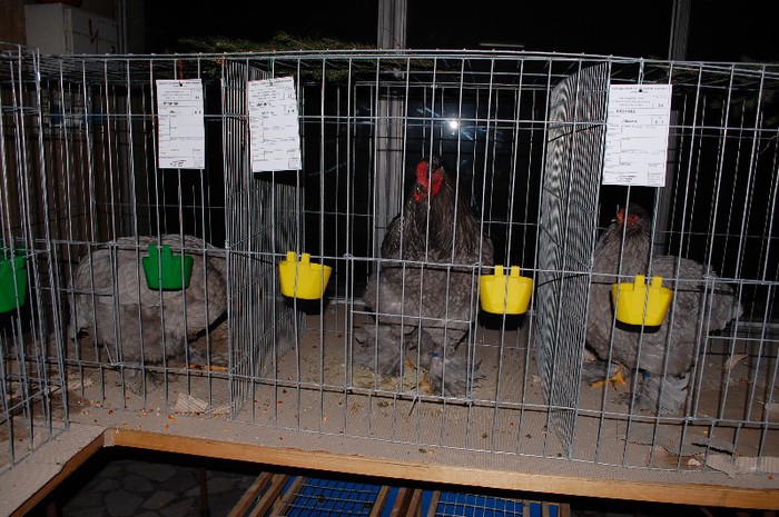 expo_acpara_2013_2_ (187)