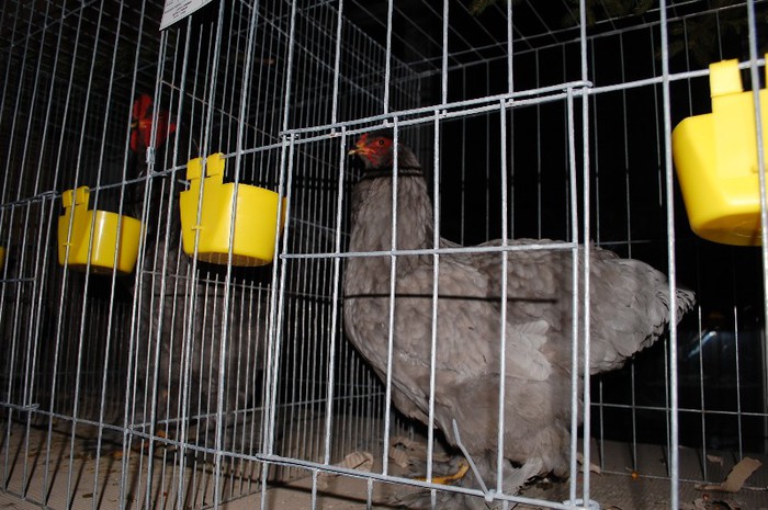 expo_acpara_2013_2_ (188)