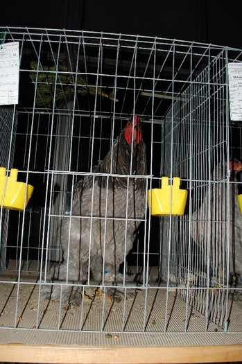 expo_acpara_2013_2_ (189)