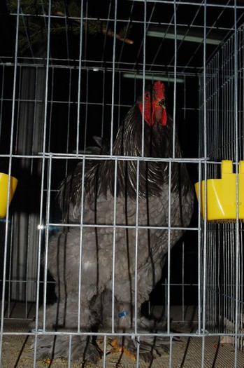 expo_acpara_2013_2_ (190)