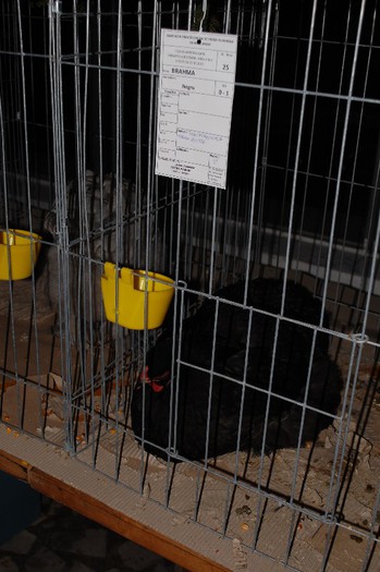 expo_acpara_2013_2_ (194)