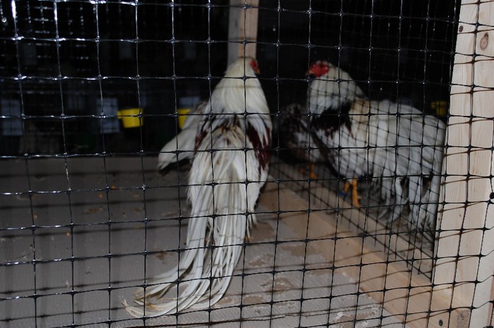 expo_acpara_2013_2_ (203)