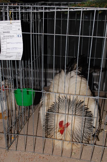 expo_acpara_2013_2_ (204)