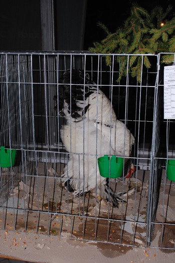 expo_acpara_2013_2_ (205)