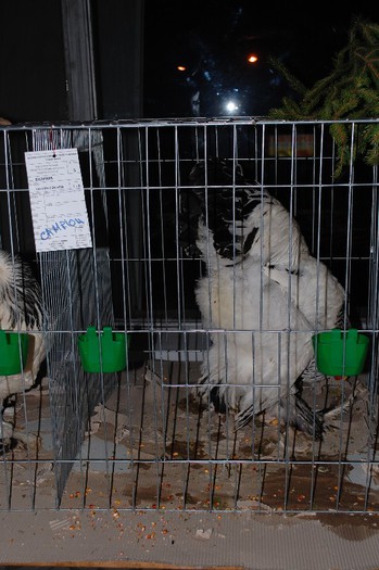 expo_acpara_2013_2_ (207)