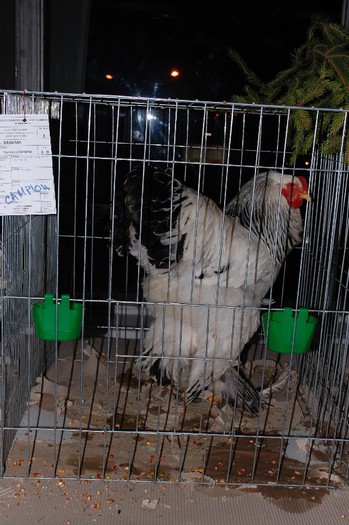 expo_acpara_2013_2_ (208)