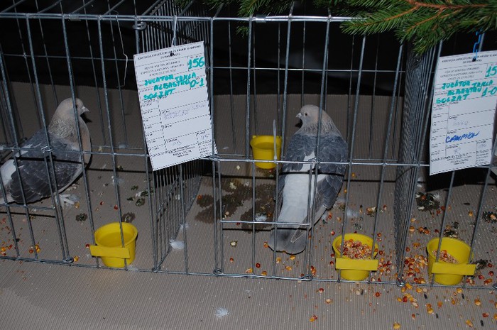 expo_acpara_2013_2_ (210)