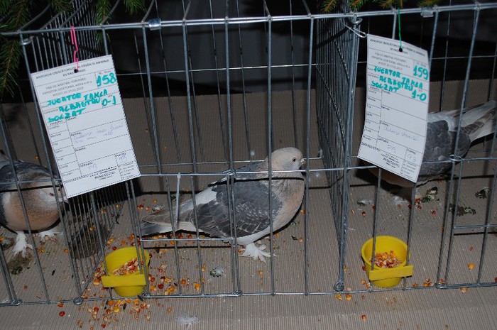 expo_acpara_2013_2_ (212)