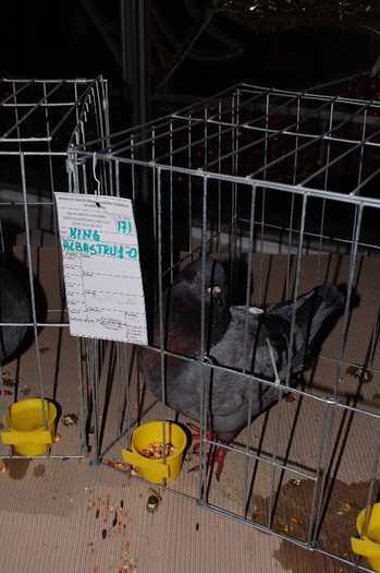 expo_acpara_2013_2_ (213)