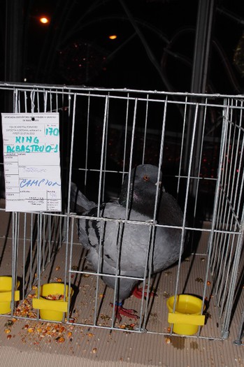 expo_acpara_2013_2_ (214)