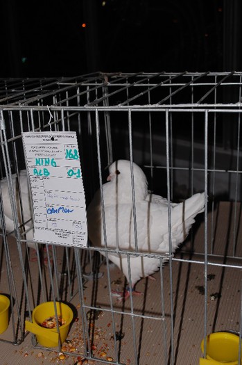 expo_acpara_2013_2_ (216)