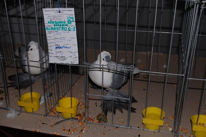 expo_acpara_2013_2_ (219)