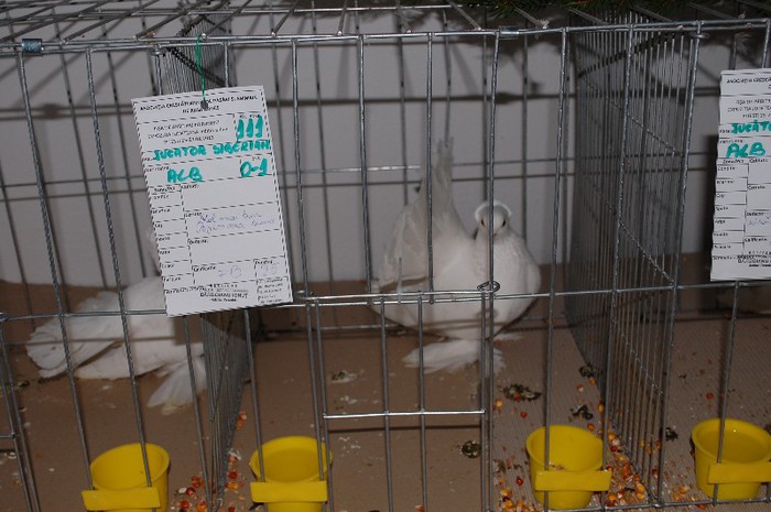 expo_acpara_2013_2_ (222)