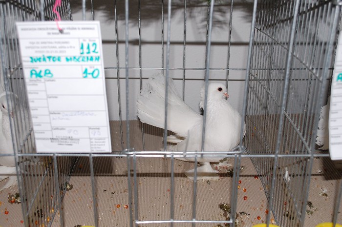 expo_acpara_2013_2_ (223)