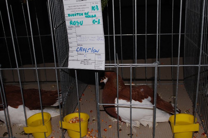 expo_acpara_2013_2_ (228) - Expo 2013 Arges Sambata