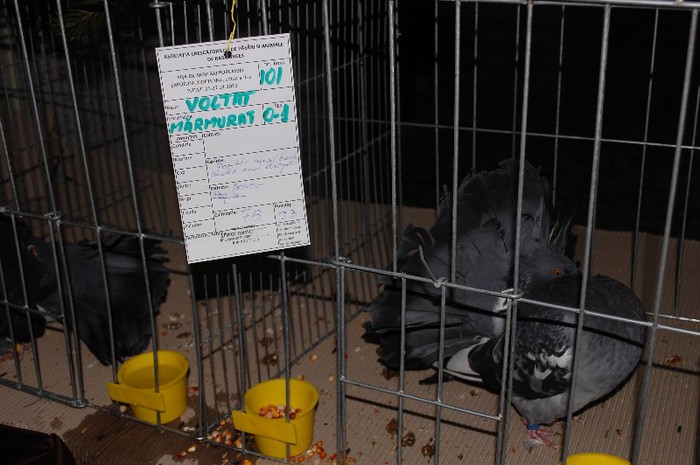 expo_acpara_2013_2_ (229) - Expo 2013 Arges Sambata