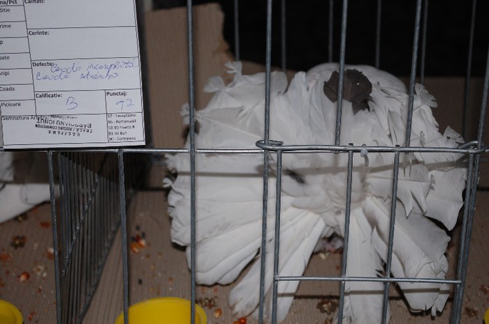 expo_acpara_2013_2_ (230)