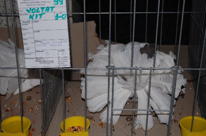 expo_acpara_2013_2_ (231)