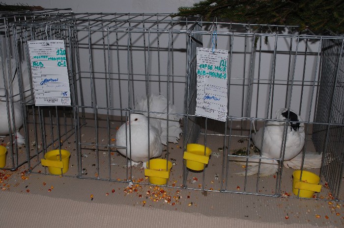 expo_acpara_2013_2_ (232)