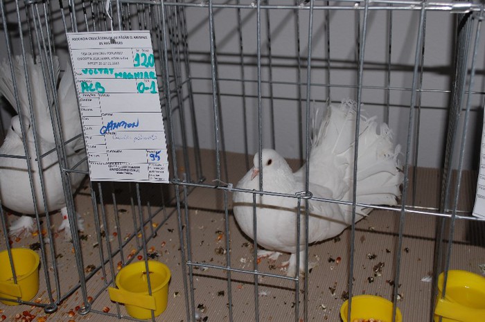 expo_acpara_2013_2_ (234)