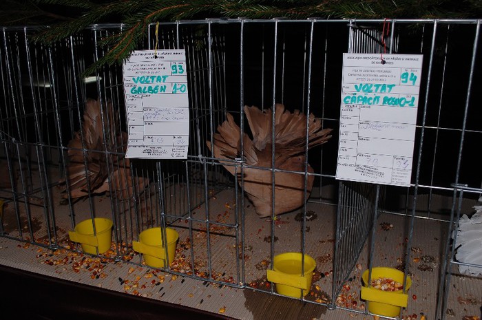 expo_acpara_2013_2_ (236)