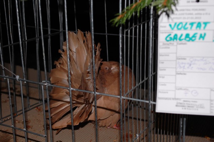 expo_acpara_2013_2_ (237)