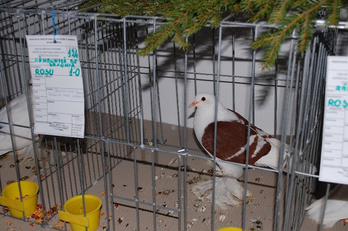 expo_acpara_2013_2_ (238) - Expo 2013 Arges Sambata