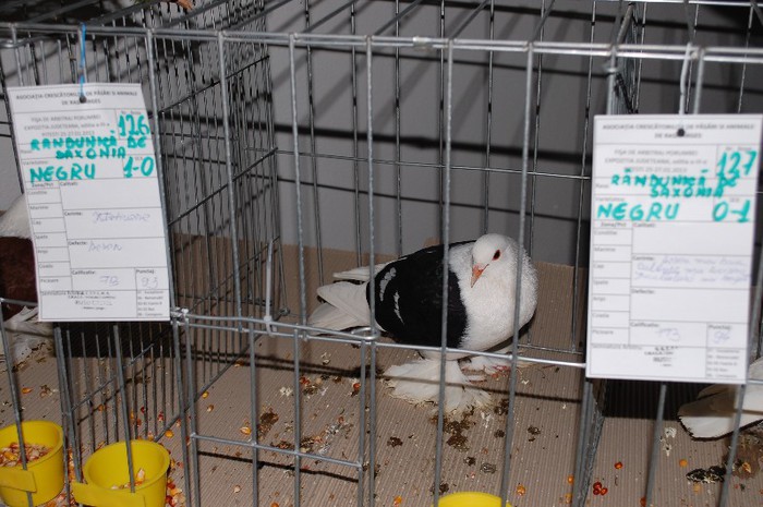 expo_acpara_2013_2_ (239)