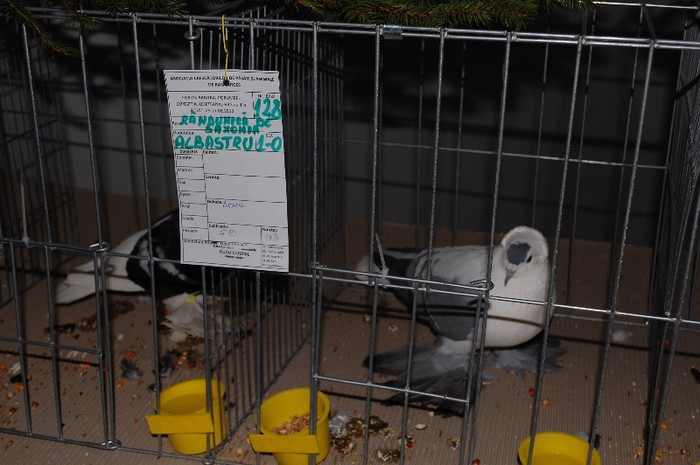 expo_acpara_2013_2_ (240) - Expo 2013 Arges Sambata