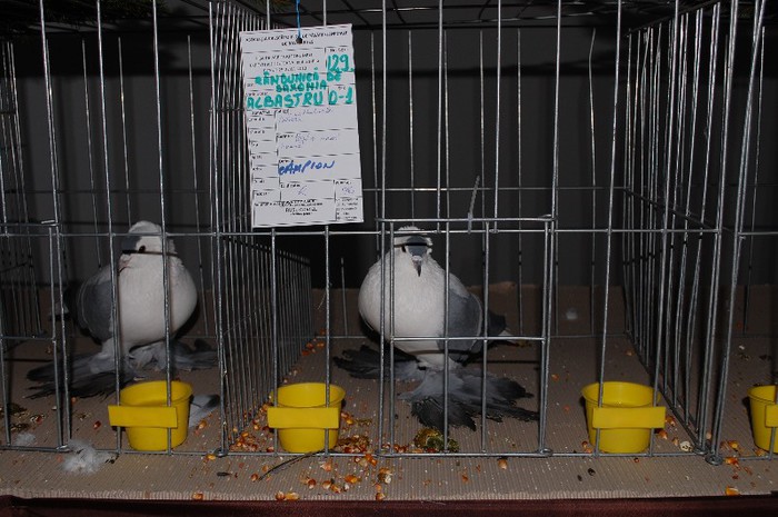 expo_acpara_2013_2_ (241) - Expo 2013 Arges Sambata