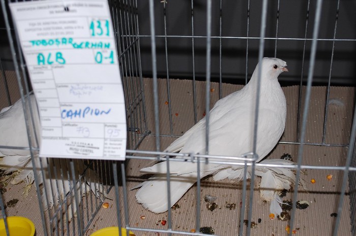 expo_acpara_2013_2_ (243)