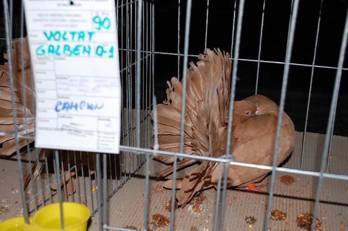 expo_acpara_2013_2_ (244)