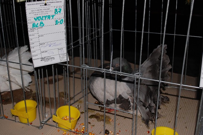 expo_acpara_2013_2_ (245)