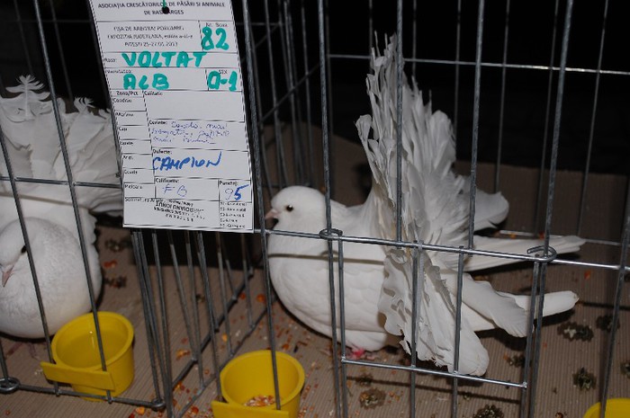 expo_acpara_2013_2_ (248)