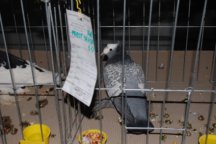 expo_acpara_2013_2_ (249)