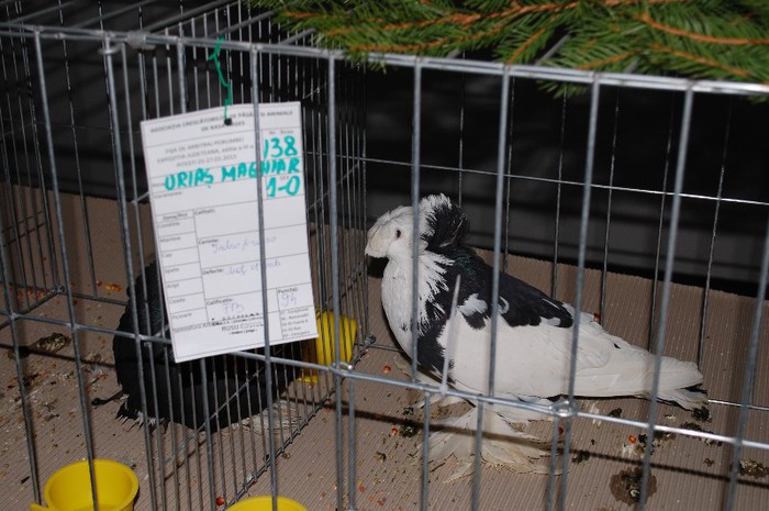 expo_acpara_2013_2_ (250)