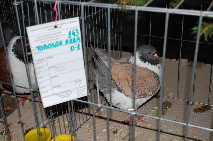 expo_acpara_2013_2_ (252)