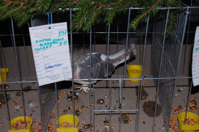 expo_acpara_2013_2_ (258)