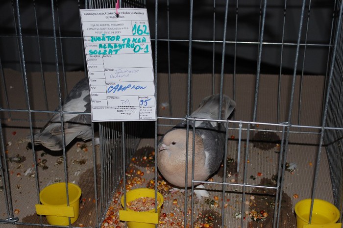 expo_acpara_2013_2_ (260) - Expo 2013 Arges Sambata