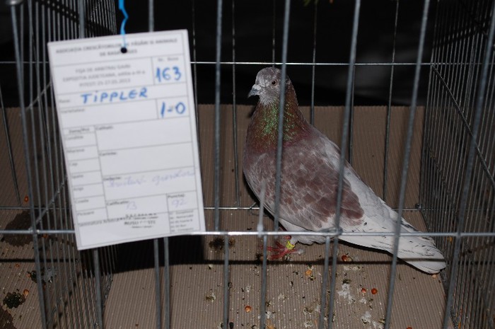 expo_acpara_2013_2_ (262) - Expo 2013 Arges Sambata