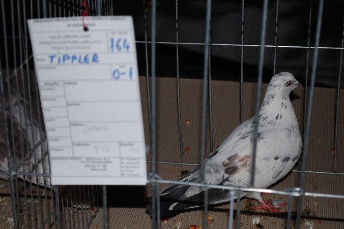 expo_acpara_2013_2_ (263) - Expo 2013 Arges Sambata