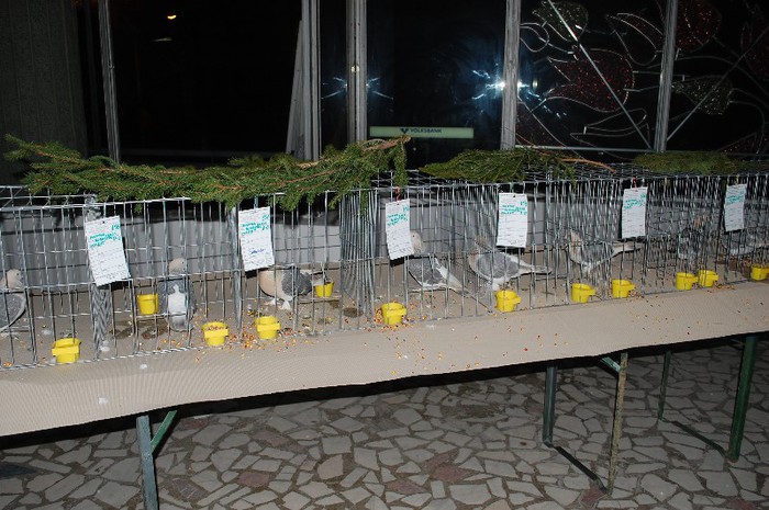 expo_acpara_2013_2_ (264) - Expo 2013 Arges Sambata