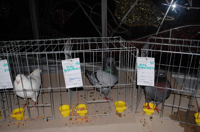 expo_acpara_2013_2_ (266) - Expo 2013 Arges Sambata