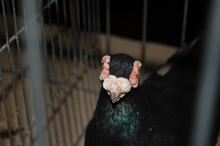 expo_acpara_2013_2_ (269) - Expo 2013 Arges Sambata