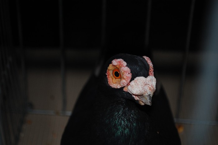 expo_acpara_2013_2_ (270) - Expo 2013 Arges Sambata